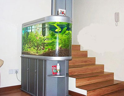 为何养鱼要择日？如何决定鱼缸和养鱼位置？摆好鱼缸位置招来财运