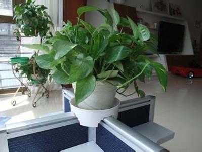 办公室植物风水摆放注意什么事项