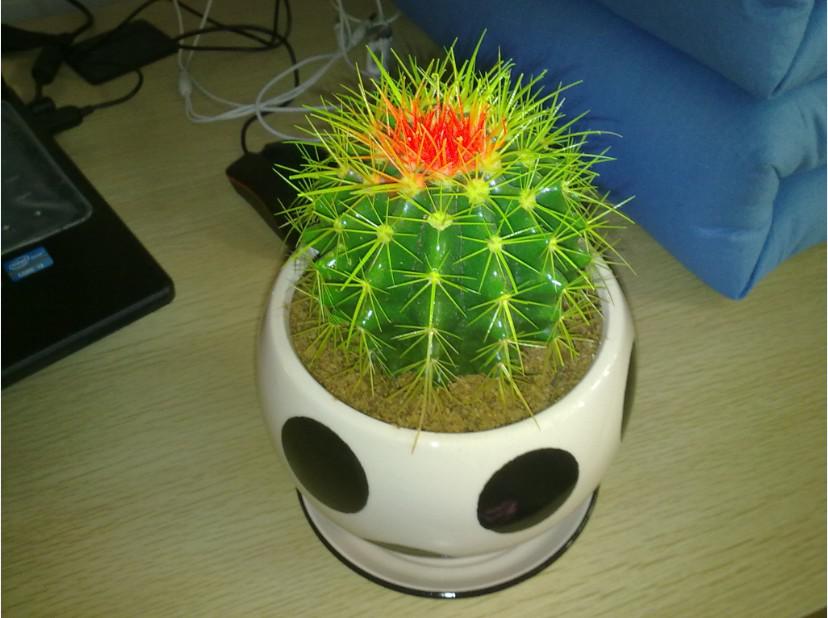 带来晦气的植物