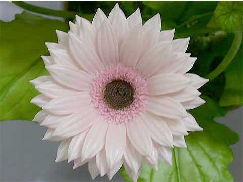 非洲菊的风水作用