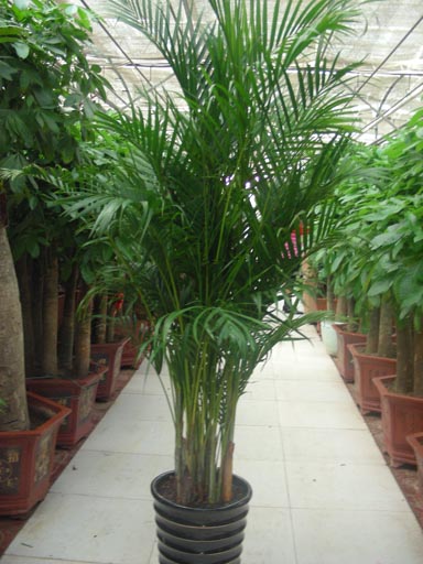 凤尾竹的养殖方法