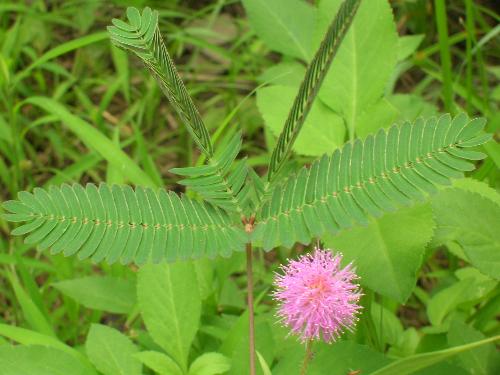  含羞草为什么会害羞？含羞草有毒吗？