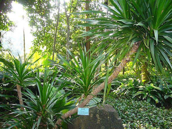 家居养花技巧和常识